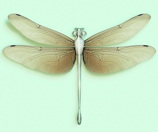 Illustration for article titled A Weird and Wonderful Gallery of Genetically Modified Animals of the Future